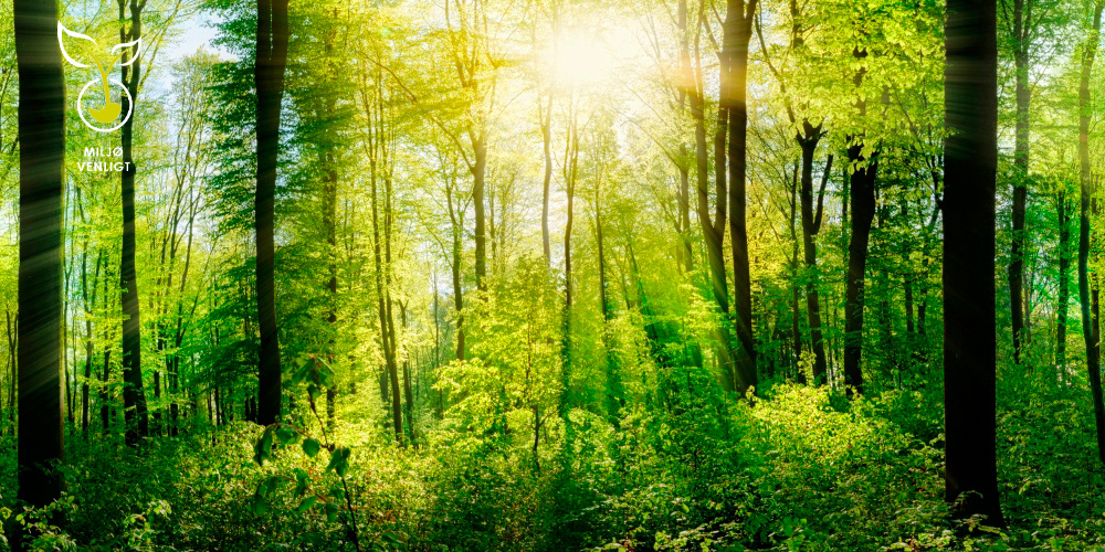 Miljøvenlig fremstilling og forbrug Tæt skov hvor solskin trænger igennem